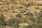 thumbs/004_Pilanesberg.jpg