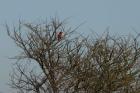 thumbs/005_Pilanesberg.jpg
