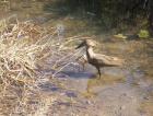 thumbs/007_Pilanesberg.jpg