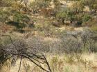 thumbs/008_Pilanesberg.jpg