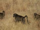 thumbs/009_Pilanesberg.jpg