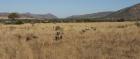 thumbs/010_Pilanesberg.jpg