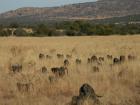 thumbs/011_Pilanesberg.jpg