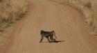 thumbs/012_Pilanesberg.jpg