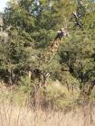 thumbs/013_Pilanesberg.jpg