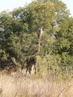 thumbs/014_Pilanesberg.jpg