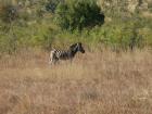 thumbs/015_Pilanesberg.jpg