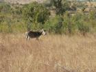 thumbs/016_Pilanesberg.jpg