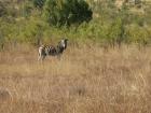 thumbs/017_Pilanesberg.jpg