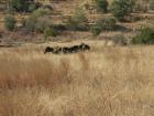 thumbs/019_Pilanesberg.jpg