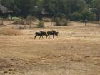 thumbs/023_Pilanesberg.jpg