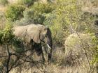 thumbs/025_Pilanesberg.jpg