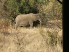 thumbs/026_Pilanesberg.jpg