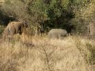 thumbs/027_Pilanesberg.jpg