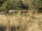 thumbs/028_Pilanesberg.jpg