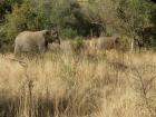 thumbs/029_Pilanesberg.jpg