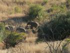 thumbs/030_Pilanesberg.jpg