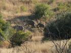 thumbs/031_Pilanesberg.jpg