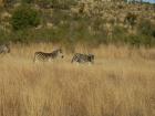 thumbs/032_Pilanesberg.jpg