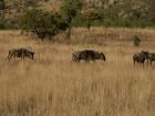 thumbs/033_Pilanesberg.jpg