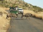 thumbs/037_Pilanesberg.jpg