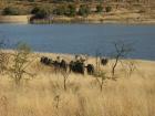 thumbs/038_Pilanesberg.jpg