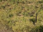 thumbs/039_Pilanesberg.jpg