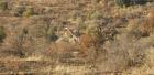 thumbs/040_Pilanesberg.jpg