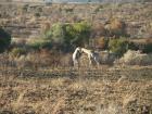 thumbs/041_Pilanesberg.jpg