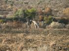 thumbs/042_Pilanesberg.jpg