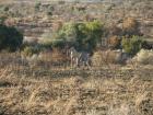 thumbs/043_Pilanesberg.jpg