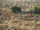 thumbs/044_Pilanesberg.jpg