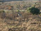 thumbs/045_Pilanesberg.jpg
