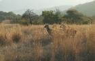 thumbs/046_Pilanesberg.jpg