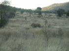 thumbs/047_Pilanesberg.jpg