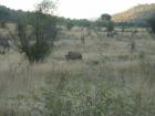 thumbs/048_Pilanesberg.jpg