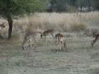 thumbs/050_Pilanesberg.jpg