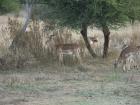 thumbs/051_Pilanesberg.jpg