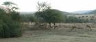 thumbs/052_Pilanesberg.jpg