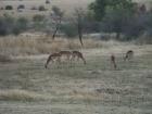 thumbs/054_Pilanesberg.jpg