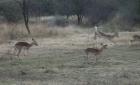 thumbs/055_Pilanesberg.jpg