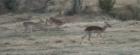 thumbs/056_Pilanesberg.jpg