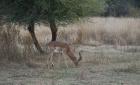 thumbs/057_Pilanesberg.jpg