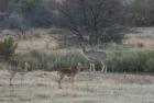 thumbs/058_Pilanesberg.jpg