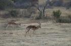 thumbs/060_Pilanesberg.jpg