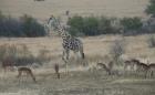 thumbs/062_Pilanesberg.jpg