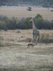 thumbs/063_Pilanesberg.jpg