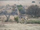 thumbs/064_Pilanesberg.jpg