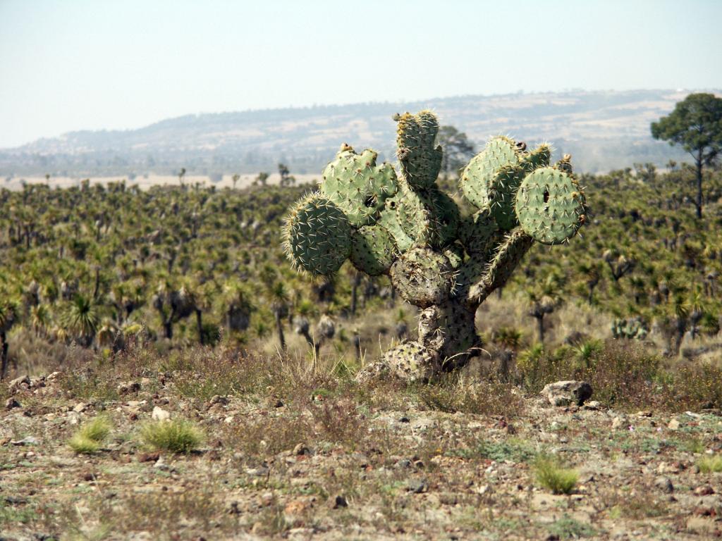 100226_Cantona_118.jpg