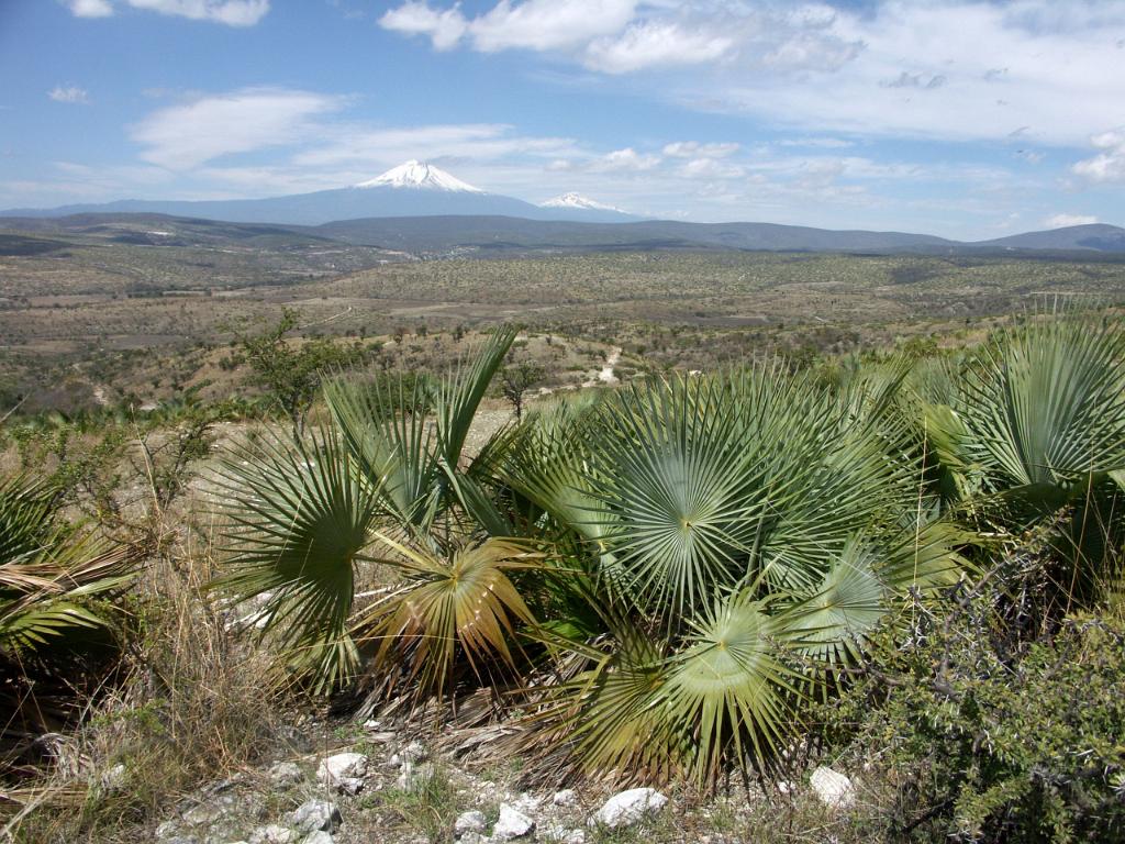 100221_Huehuetlan_042.JPG